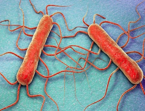 Nuevas modificaciones respecto a los criterios de seguridad alimentaria aplicables a Listeria monocytogenes